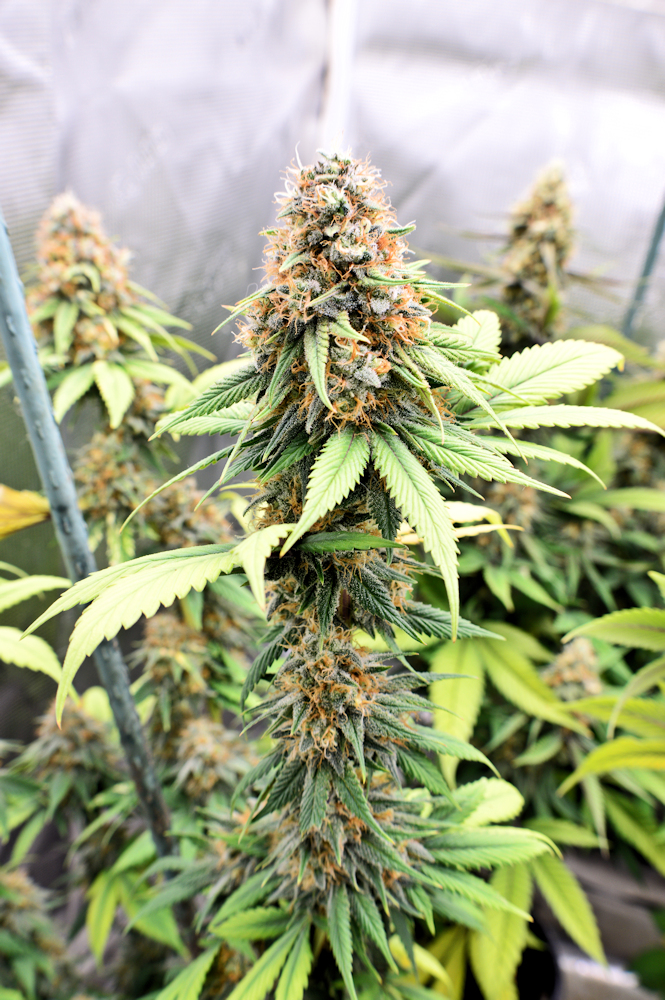 Kingdom Organic Seeds and TLO is a Killer Combo