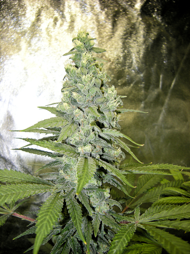 All Cannabis Plants and Long IBL Strains Have Particular Strengths and Weaknesses that will React Differently in Different Growing Environments